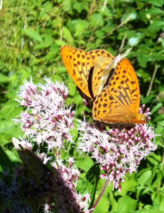 torrente Grana, Cuneo, Italy, UE