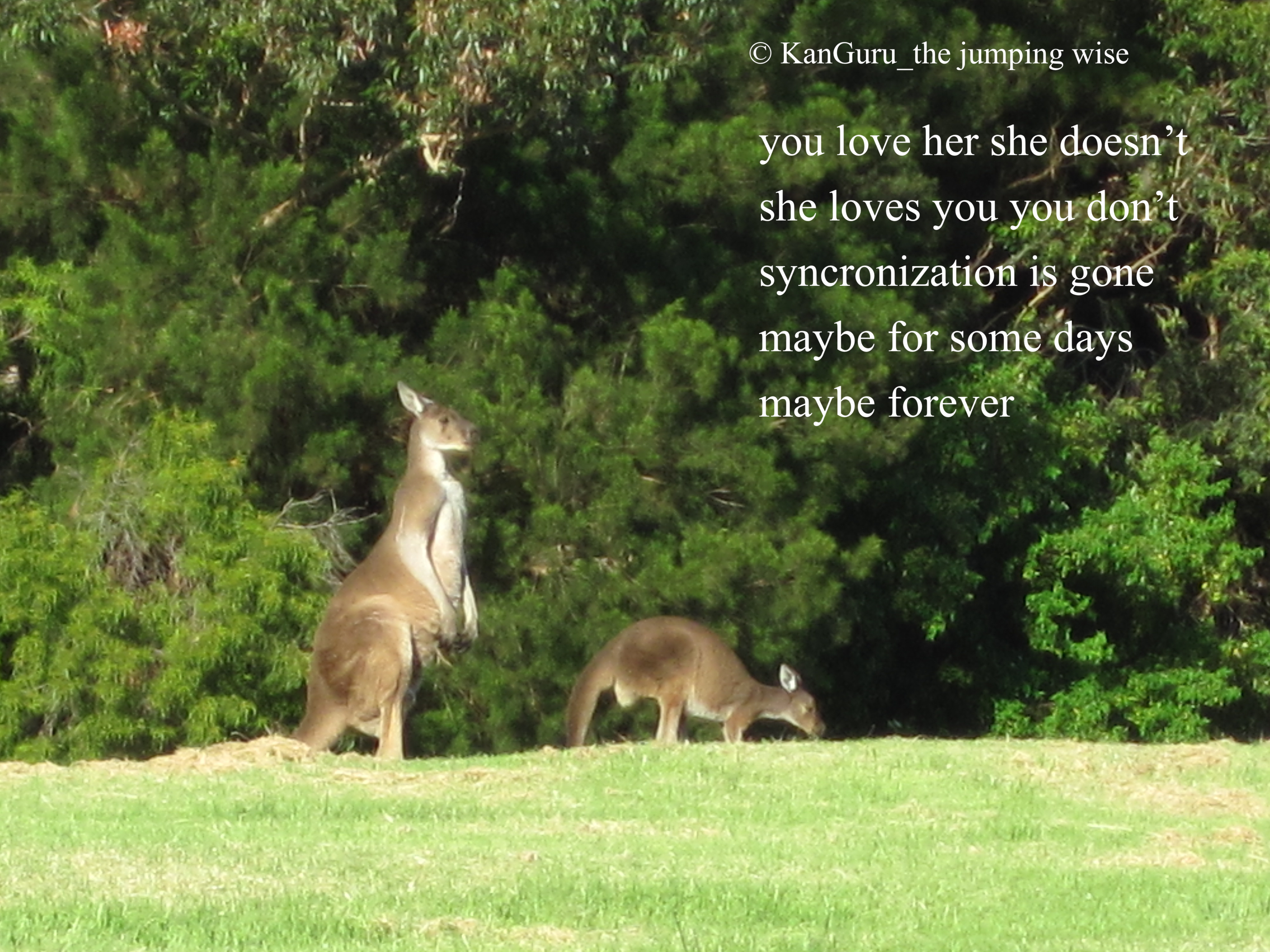 kangaroo-fmaily-1331292